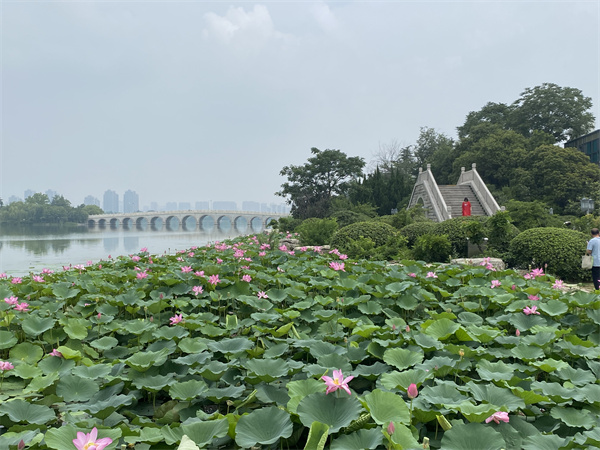 木之坊园林绿化实景